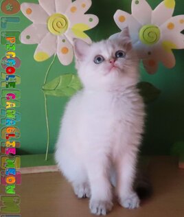 fac76942-5c4a-4565-a9c0-f8d4bacb3c7f.jpeg fac76942-5c4a-4565-a9c0-f8d4bacb3c7f.jpeg