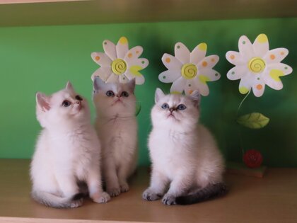 378ba436-5206-4ced-b1d1-79e300f72ca4.jpeg 378ba436-5206-4ced-b1d1-79e300f72ca4.jpeg