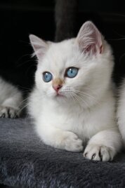 45b77855-f457-44c2-844a-b80c455f84fe.jpeg 45b77855-f457-44c2-844a-b80c455f84fe.jpeg