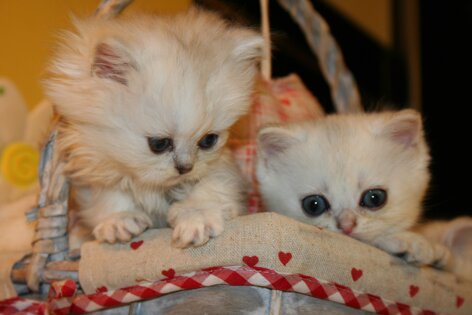 50b1edf6-28fa-4520-80bb-36b206fa080c.jpeg 50b1edf6-28fa-4520-80bb-36b206fa080c.jpeg