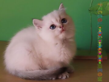 bc2dfebf-fb49-4e6f-9d79-24966b018c02.jpeg bc2dfebf-fb49-4e6f-9d79-24966b018c02.jpeg