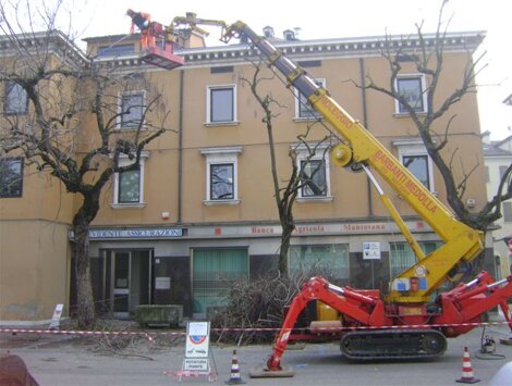 Potatura alberi alto fusto