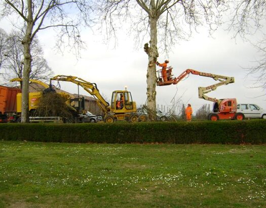 Potatura alberi alto fusto