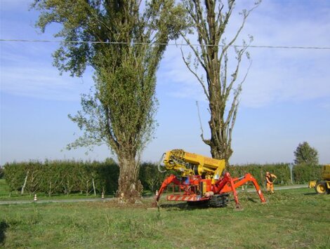 Potatura alberi alto fusto