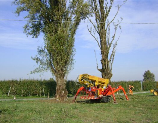 Potatura alberi alto fusto