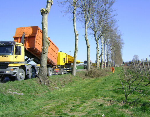 Potatura alberi alto fusto
