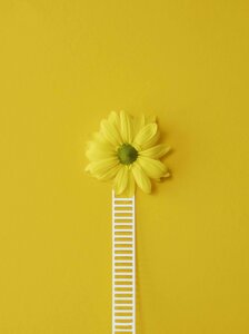 La corolla di una margherita gialla su sfondo giallo, raggiunta da una piccola scaletta bianca, verso il benessere psicologico La corolla di una margherita gialla su sfondo giallo, raggiunta da una piccola scaletta bianca, verso il benessere psicologico