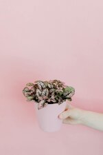 Una mano sostiene un vaso bianco con una piantina colorata su sfondo rosa, come la psicoterapeuta supporta nelle sedute di sostegno psicologico gli aspetti di forza del paziente.