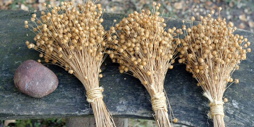 il-lino-fibra-tessile-pregiata.jpeg il-lino-fibra-tessile-pregiata.jpeg