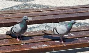 Come Pulire il Guano dei Piccioni: Consigli Utili e Soluzioni Efficaci