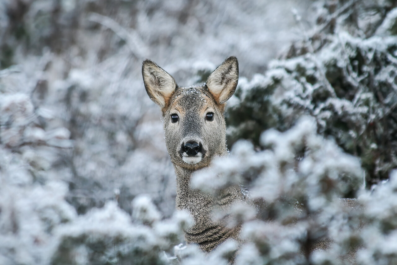 Il capriolo d'inverno: adattamenti e sfide per la sopravvivenza Il capriolo d'inverno: adattamenti e sfide per la sopravvivenza