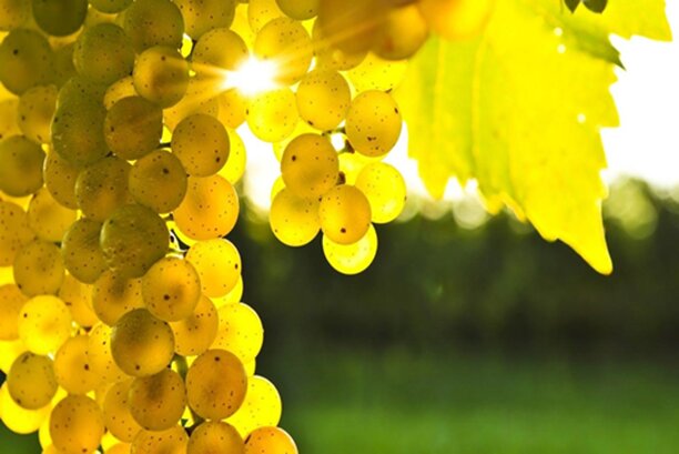 I dati meteo di settembre 2024 nell’area climatica italiana Csa I dati meteo di settembre 2024 nell’area climatica italiana Csa