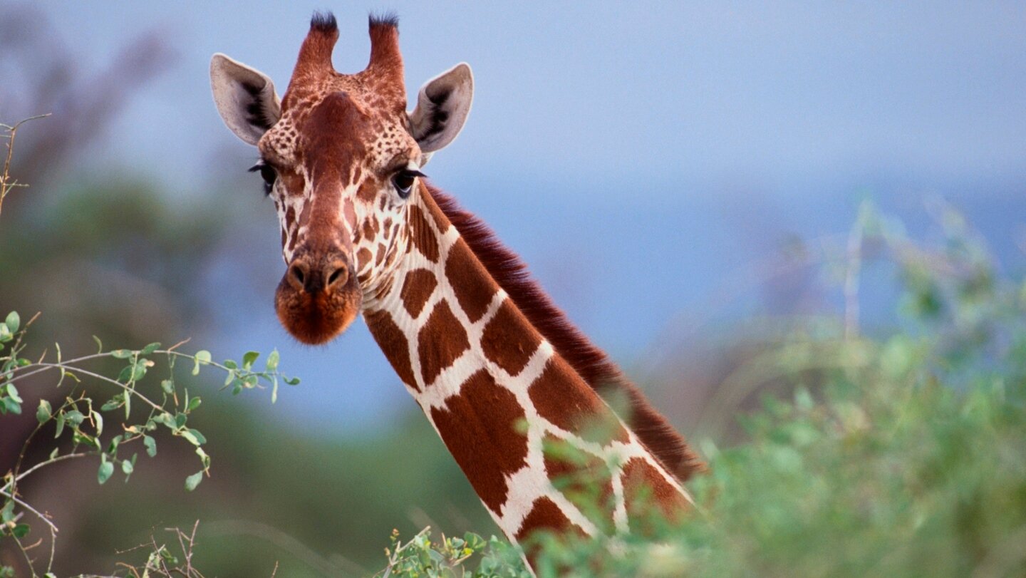 Le giraffe di Lamarck e gli uccellini di Darwin: forza di volontà contro variabilità genetica