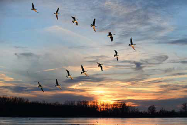 Gli uccelli in stormo sfruttano l&#039;aerodinamica per risparmiare energia