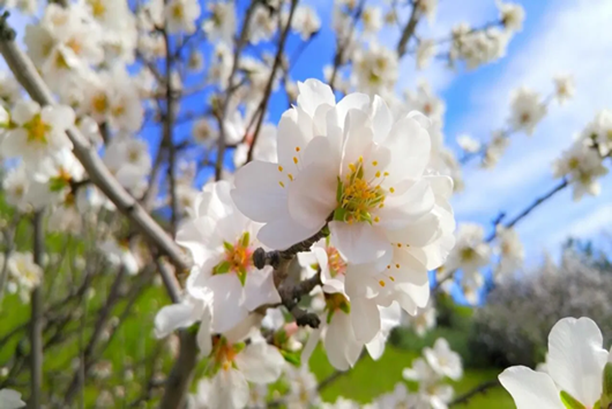 Marzo 2026 - Dati meteo (media Italia centrale tirrenica)