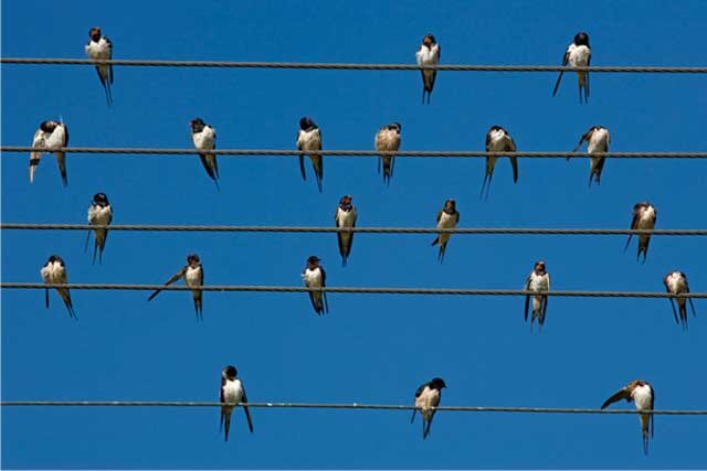 Perché gli uccelli possono stare sui cavi dell&#039;alta tensione senza subire danni?