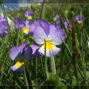 Viole selvatiche