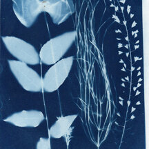 Cyanotype