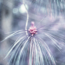 Nature ♡