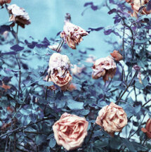Nature ♡