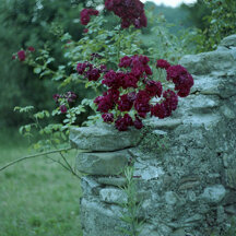 Nature ♡