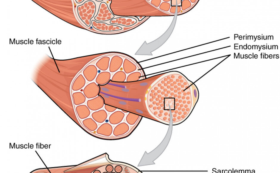Aumento di massa muscolare Aumento di massa muscolare