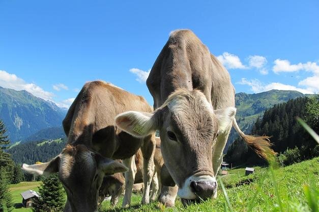 La verità sulle proteine vegetali