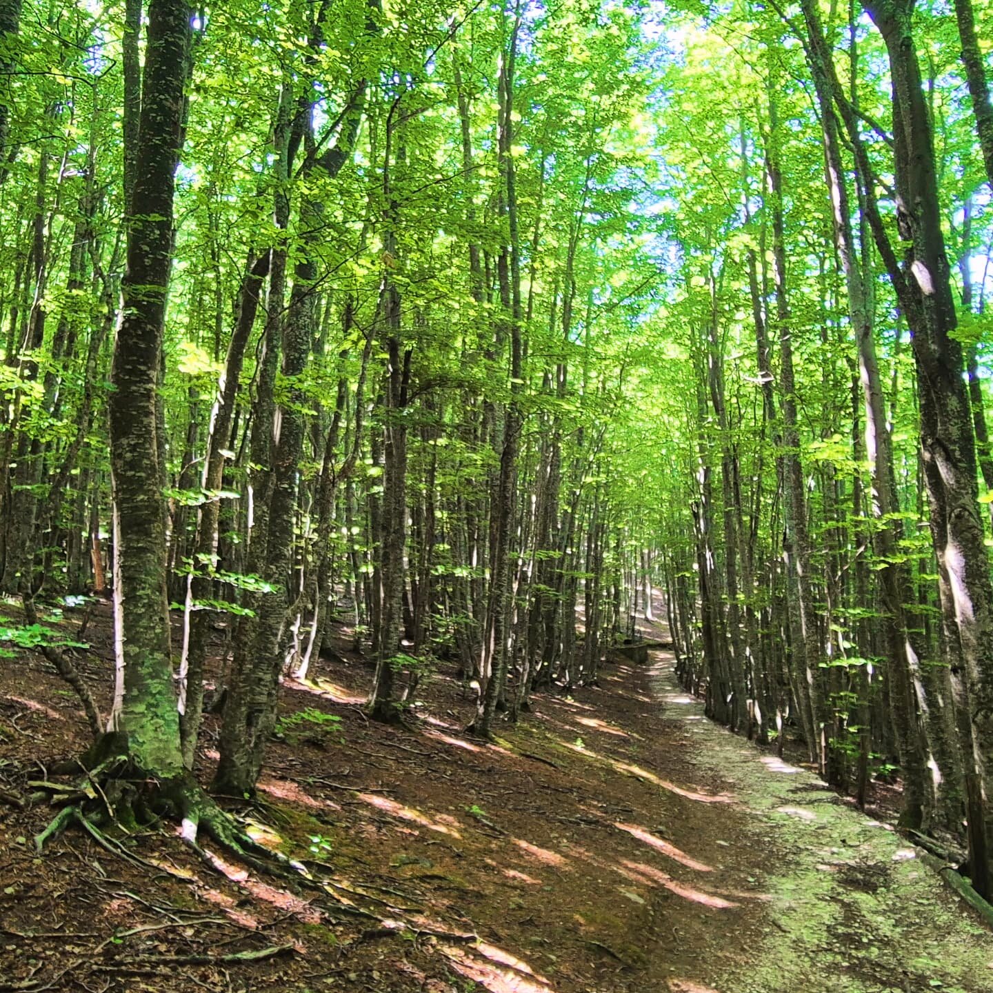 img_20250629_214747_920.jpeg img_20250629_214747_920.jpeg