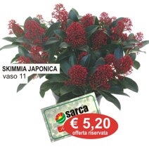 skimmia.jpeg