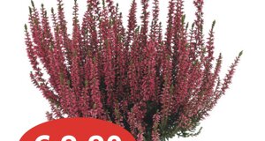 calluna.jpeg