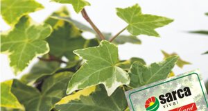 hedera.jpeg
