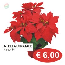 stella natale.jpeg