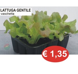 hortogarden.jpeg