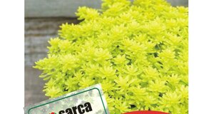 sedum.jpeg