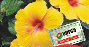 hibiscus.jpeg