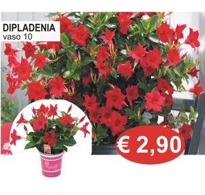 calibrochoa.jpeg