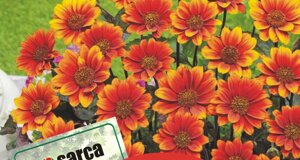heliopsis.jpeg