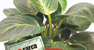 philodendron.jpeg