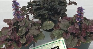 ajuga.jpeg