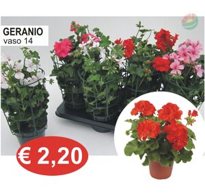 mentha.jpeg