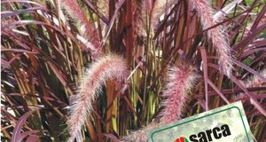 pennisetum.jpeg