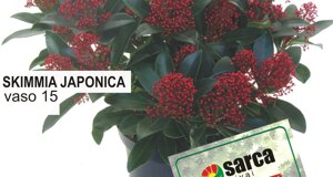 skimmia.jpeg