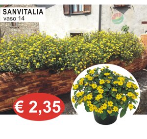 thuja.jpeg