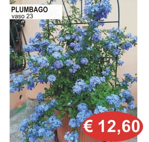 petunia.jpeg
