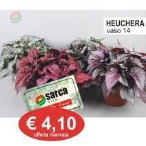 heuchera.jpeg
