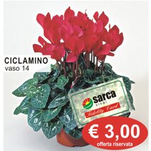 ciclamino.jpeg