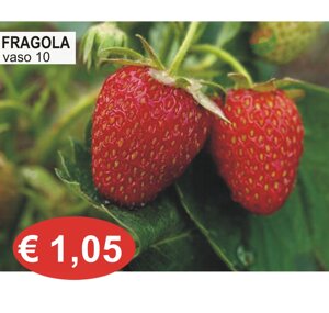 dipladenia.jpeg