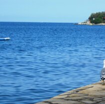 Gabbiani in Relax