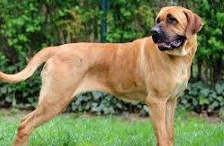 cane%20lupo%20cecoslovacco.jpeg