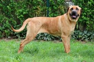 rhodesian%20ridgeback.jpeg